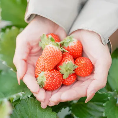 両手いっぱいの真っ赤ないちご