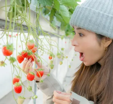 真っ赤に熟したいちごに喜ぶ、いちご狩りを楽しむ女性