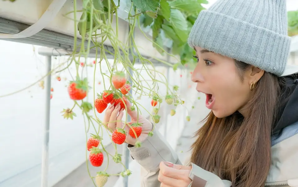 真っ赤に熟したいちごに喜ぶ、いちご狩りを楽しむ女性