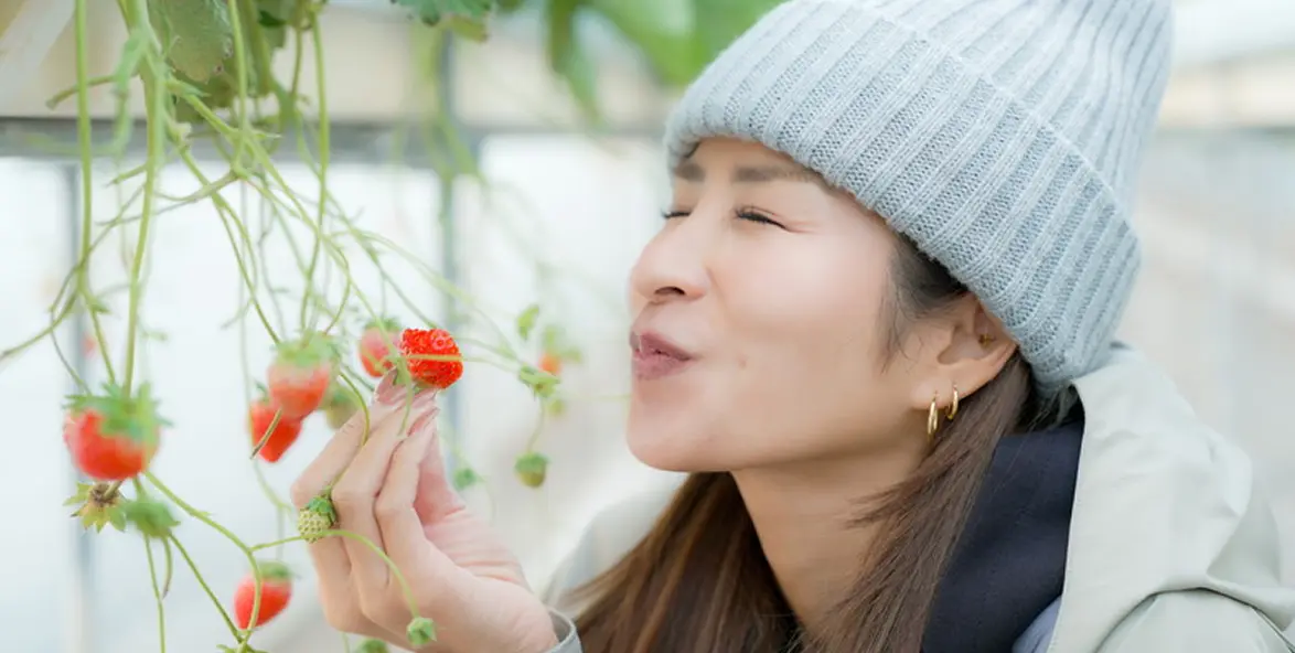 いちご狩りをしたいちごを美味しそうに食べる女性