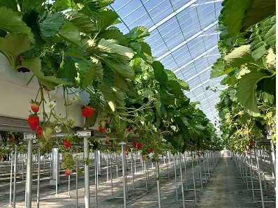 果実の里 原田農園の様子