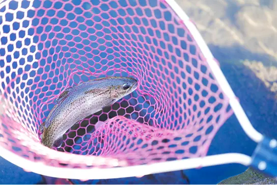 網にかけられたマス