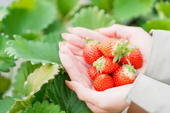 両手いっぱいの真っ赤ないちご